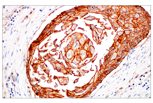 Immunohistochemistry Image 6: JAM-A (E8D2N) Rabbit Monoclonal Antibody