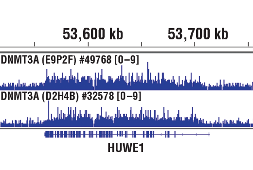 Chromatin Immunoprecipitation Image 1: DNMT3A (D2H4B) Rabbit Monoclonal Antibody