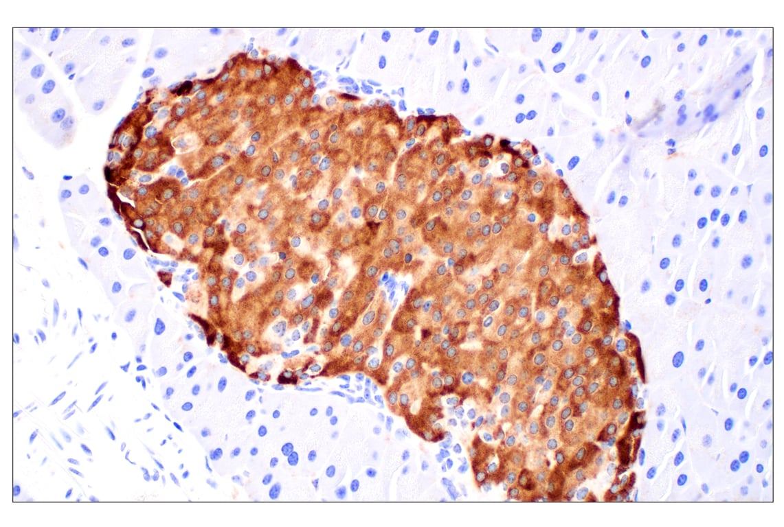 Immunohistochemistry Image 9: NPC1 (E7S4N) Rabbit Monoclonal Antibody