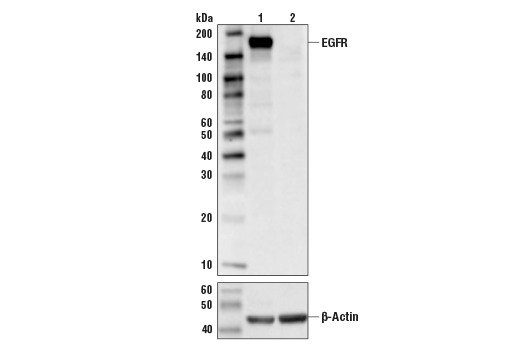 Western Blotting Image 2: EGF Receptor (D38B1) Rabbit Monoclonal Antibody (BSA and Azide Free)