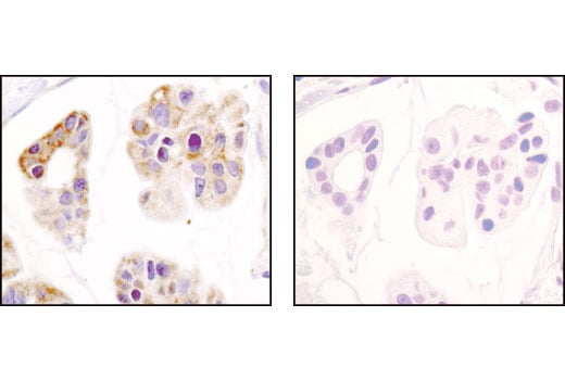 Immunohistochemistry Image 2: Hexokinase I (C35C4) Rabbit Monoclonal Antibody (BSA and Azide Free)