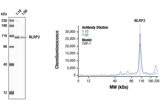 undefined Image 16: Mouse Reactive Inflammasome Antibody Sampler Kit