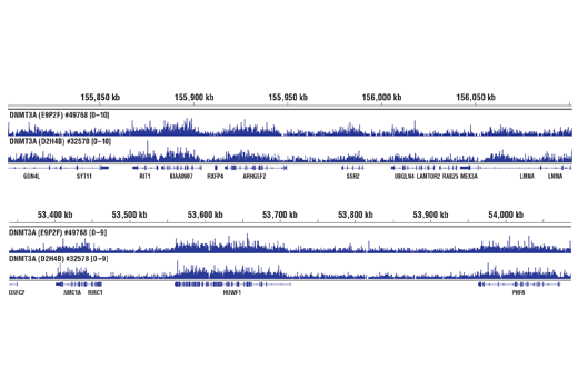 Chromatin Immunoprecipitation Image 2: DNMT3A (D2H4B) Rabbit Monoclonal Antibody