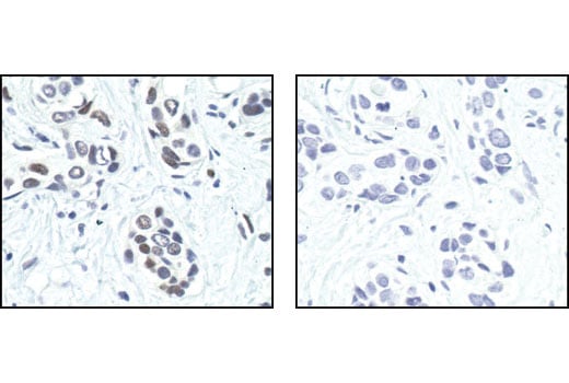 Immunohistochemistry Image 2: Phospho-c-Jun (Ser63) (54B3) Rabbit Monoclonal Antibody (BSA and Azide Free)