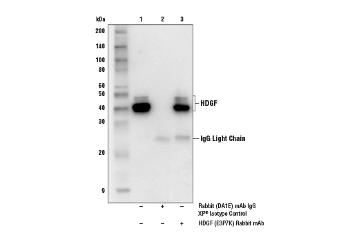 Immunoprecipitation Image 1: HDGF (E3P7K) Rabbit Monoclonal Antibody