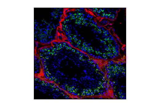 Immunofluorescence Image 1: Mili Antibody