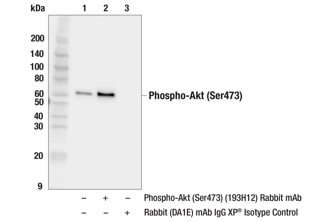 Immunoprecipitation Image 1: Phospho-Akt (Ser473) (193H12) Rabbit Monoclonal Antibody