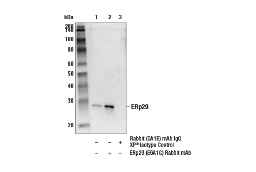 Immunoprecipitation Image 1: ERp29 (E6A1G) Rabbit Monoclonal Antibody