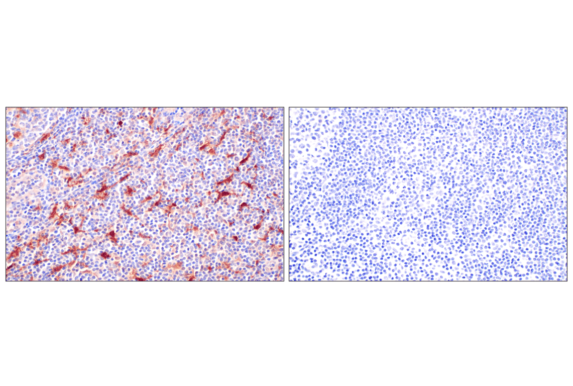 Immunohistochemistry Image 8: BLVRA (F7Z7R) Rabbit Monoclonal Antibody