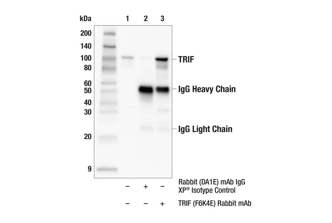 Immunoprecipitation Image 1: TRIF (F6K4E) Rabbit Monoclonal Antibody