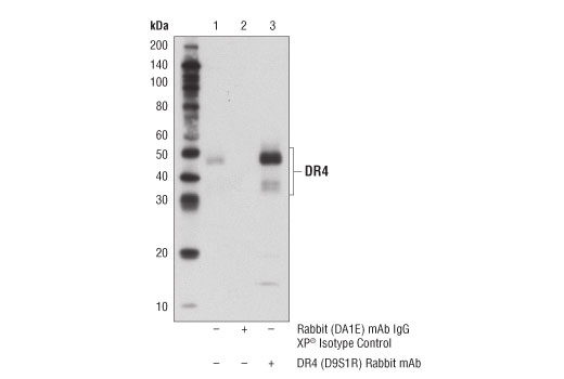 Immunoprecipitation Image 1: DR4 (D9S1R) Rabbit Monoclonal Antibody