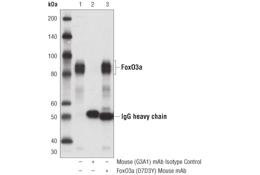 Immunoprecipitation Image 1: FoxO3a (D7D3Y) Mouse Monoclonal Antibody