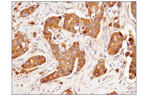 Immunohistochemistry Image 2: Rab7 (E9O7E) Mouse Monoclonal Antibody