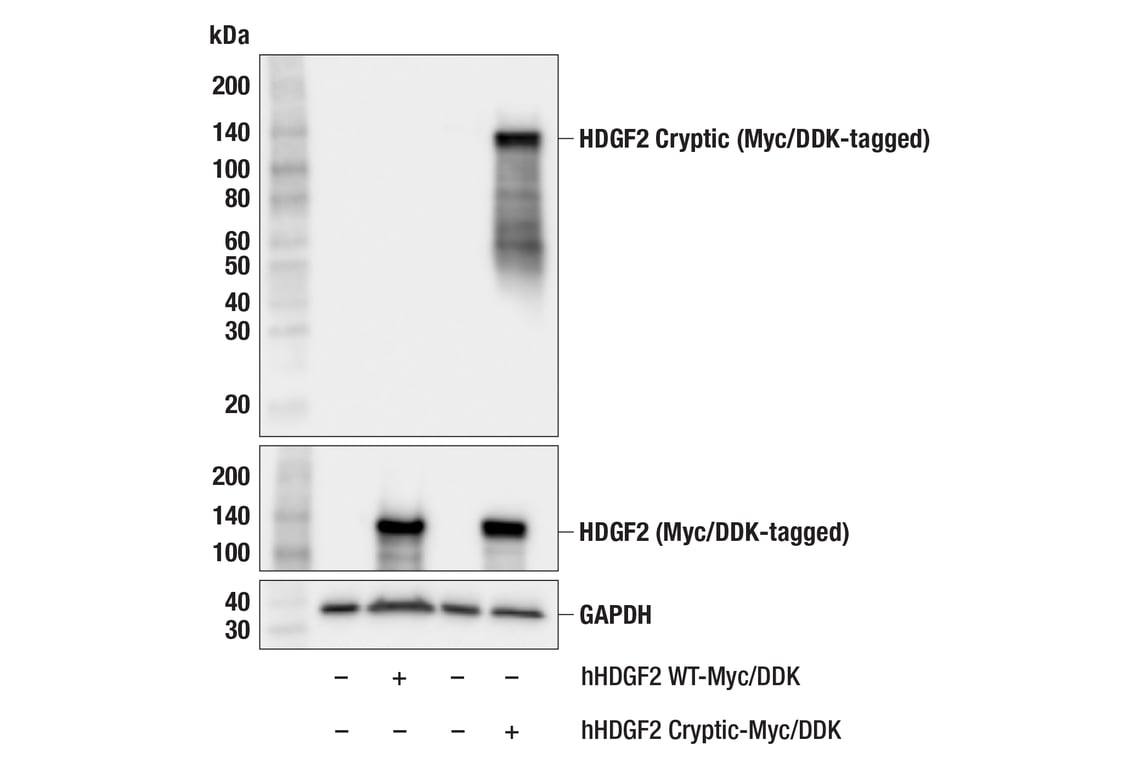 Western Blotting Image 2: HDGF2 (Cryptic Specific) Antibody