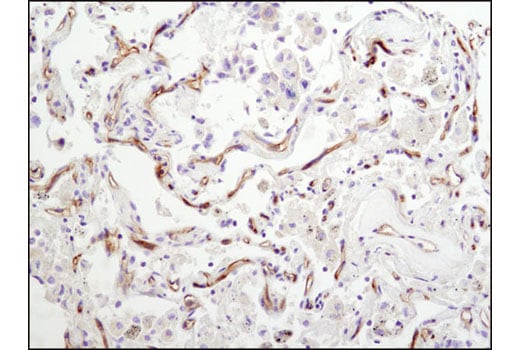 Immunohistochemistry Image 2: CD102/ICAM-2 (D7P2Q) Rabbit Monoclonal Antibody