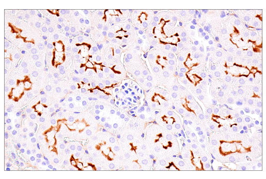 Immunohistochemistry Image 5: ACE2 (E5O6J) Rabbit Monoclonal Antibody (BSA and Azide Free)
