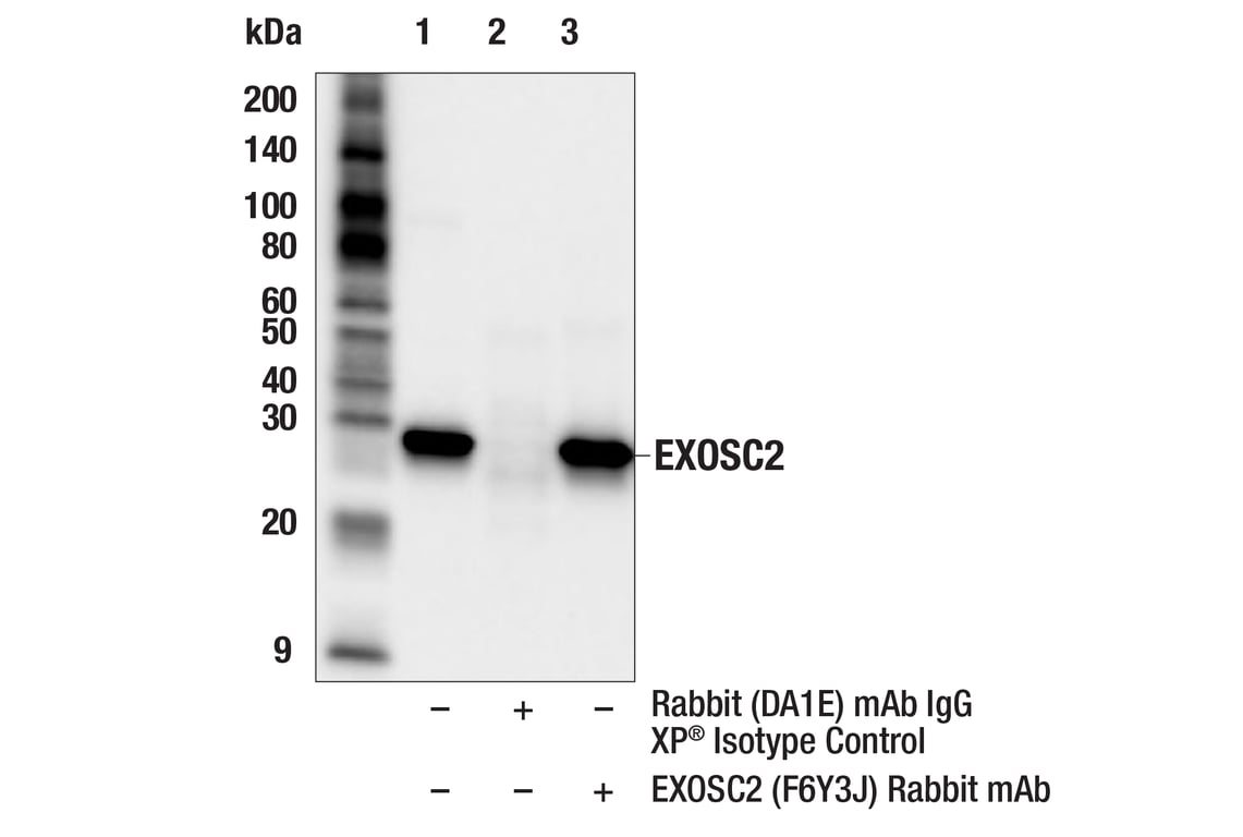 Immunoprecipitation Image 1: EXOSC2 (F6Y3J) Rabbit Monoclonal Antibody