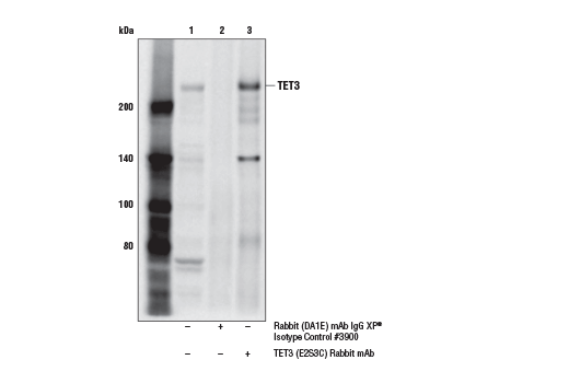 Immunoprecipitation Image 1: TET3 (E2S3C) Rabbit Monoclonal Antibody