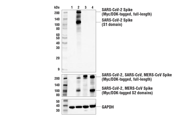 Western Blotting Image 2: SARS-CoV-2 Spike Protein (RBD) (E2T6M) Mouse Monoclonal Antibody