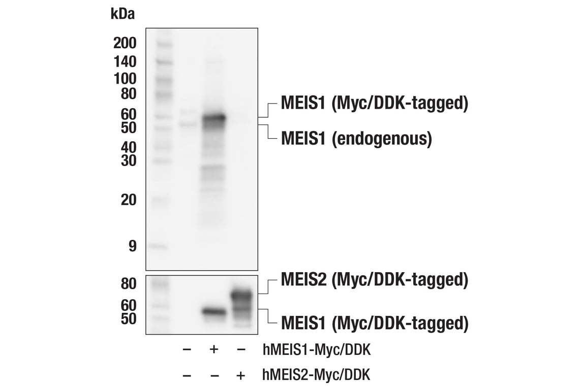 Western Blotting Image 2: MEIS1 (E9V1D) Rabbit Monoclonal Antibody