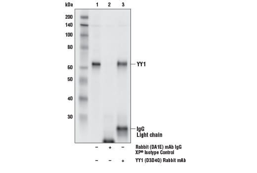 Immunoprecipitation Image 1: YY1 (D3D4Q) Rabbit Monoclonal Antibody