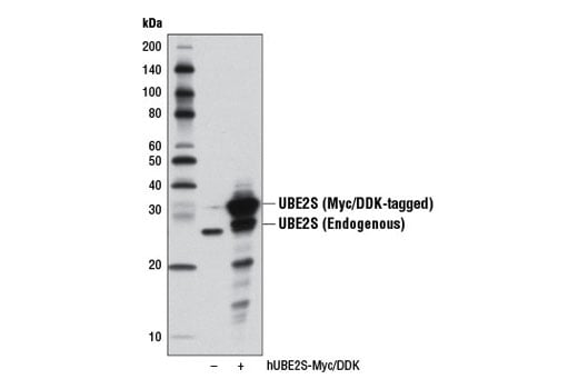 Western Blotting Image 2: UBE2S (D5H9H) Rabbit Monoclonal Antibody