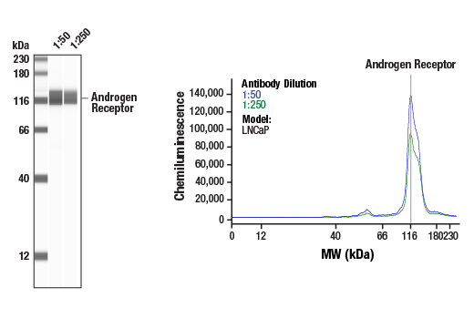 Western Blotting Image 1: Androgen Receptor (D6F11) Rabbit Monoclonal Antibody