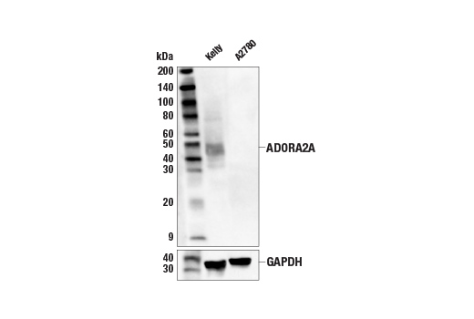 Western Blotting Image 3: ADORA2A/Adenosine Receptor A2a (E6M3W) Rabbit mAb