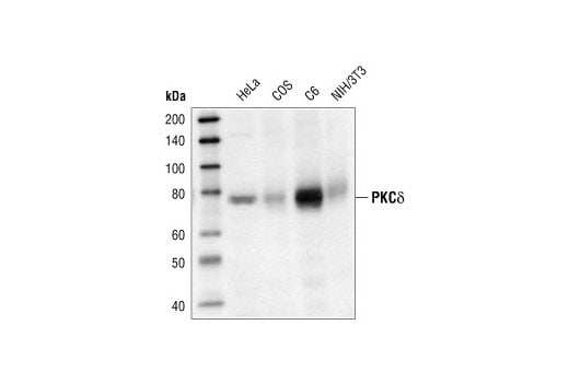 Western Blotting Image 2: PKC-delta Antibody