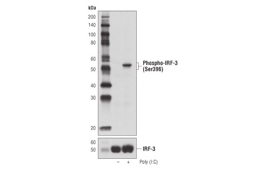 Western Blotting Image 2: Phospho-IRF-3 (Ser396) (D6O1M) Rabbit Monoclonal Antibody (BSA and Azide Free)