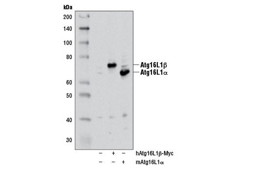 undefined Image 5: PhosphoPlus<sup>®</sup> Atg16L1 (Ser278) Antibody Duet