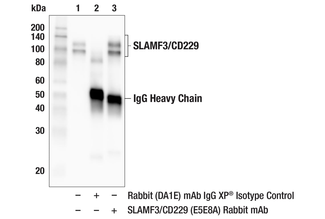 Immunoprecipitation Image 1: SLAMF3/CD229 (E5E8A) Rabbit Monoclonal Antibody