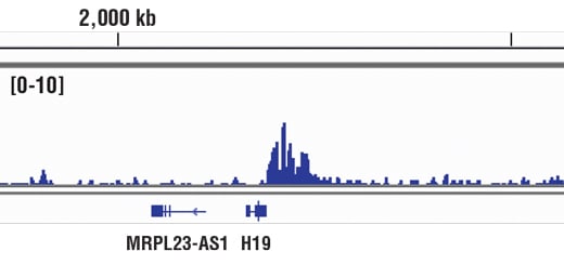 Chromatin Immunoprecipitation Image 1: CTCF (D31H2) Rabbit Monoclonal Antibody