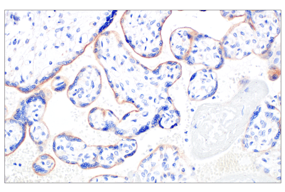 Immunohistochemistry Image 6: TMEM106B (E7H7Z) Rabbit Monoclonal Antibody