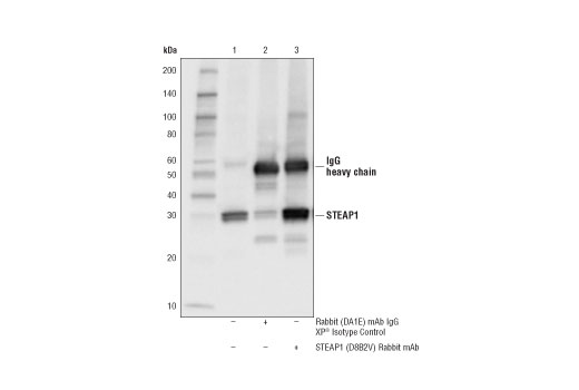 Immunoprecipitation Image 1: STEAP1 (D8B2V) Rabbit Monoclonal Antibody