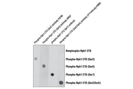 undefined Image 1: Phospho-Rpb1 CTD (Ser2) Antibody