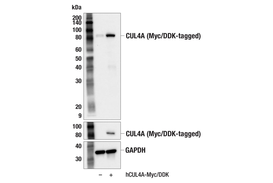 Western Blotting Image 2: CUL4A (F5A5N) Rabbit Monoclonal Antibody