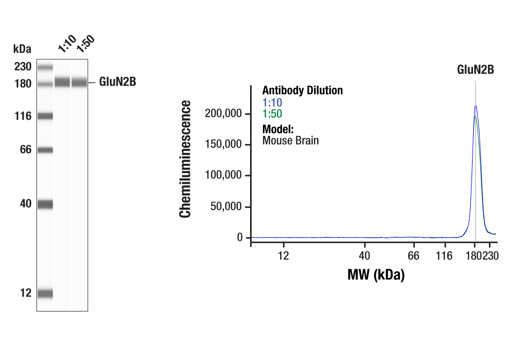 Western Blotting Image 1: NMDA Receptor 2B (GluN2B) (D15B3) Rabbit Monoclonal Antibody
