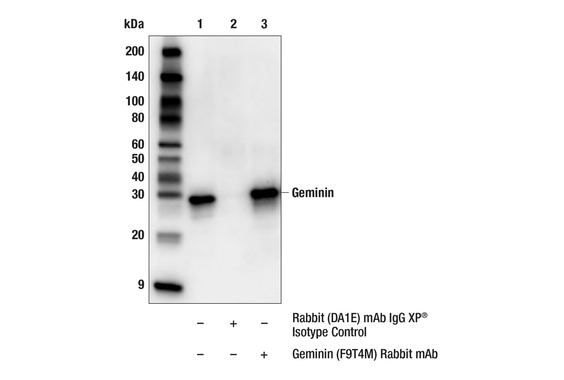 Immunoprecipitation Image 1: Geminin (F9T4M) Rabbit Monoclonal Antibody