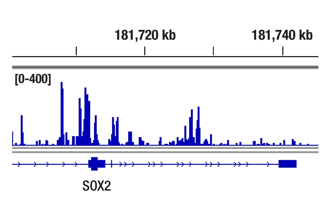 CUT & Tag Image 1: SMARCC1/BAF155 (D7F8S) Rabbit Monoclonal Antibody