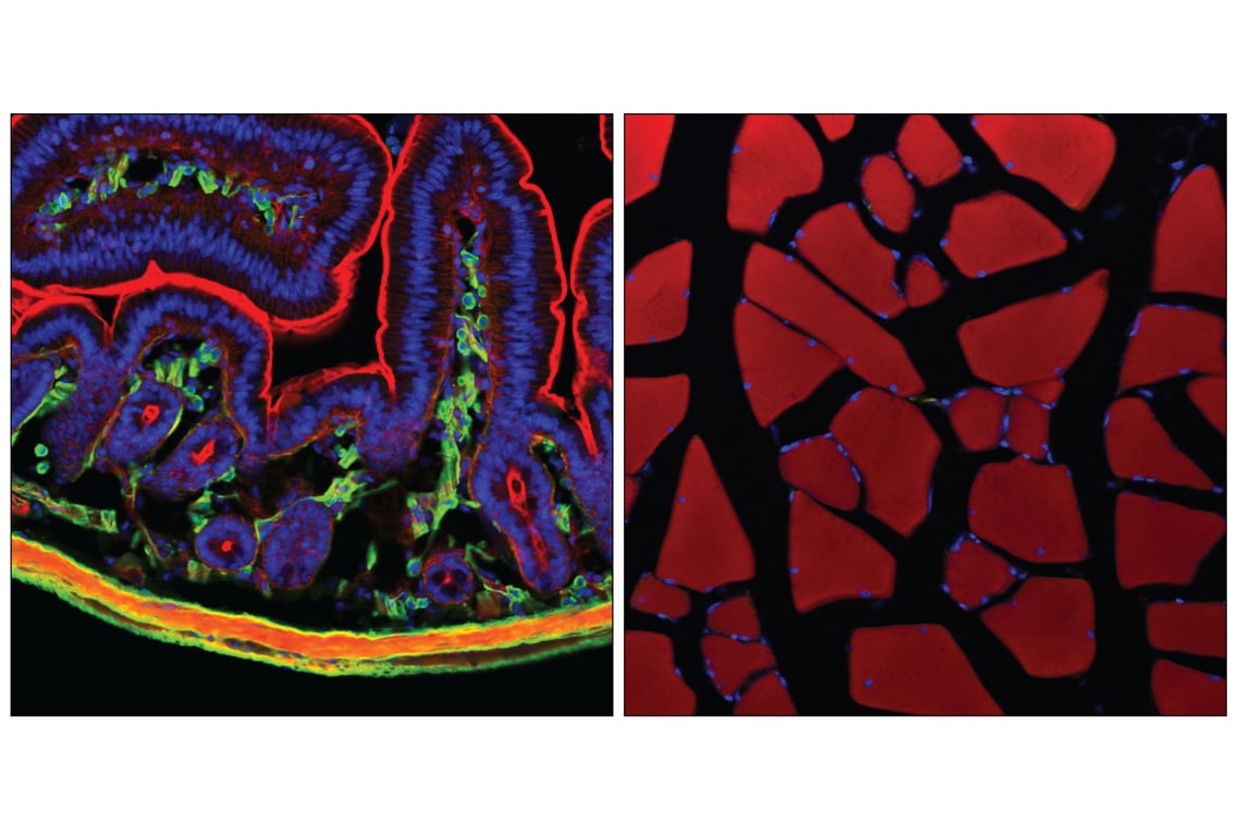 Immunofluorescence Image 1: alpha-Smooth Muscle Actin (1A4) Mouse Monoclonal Antibody (BSA and Azide Free)