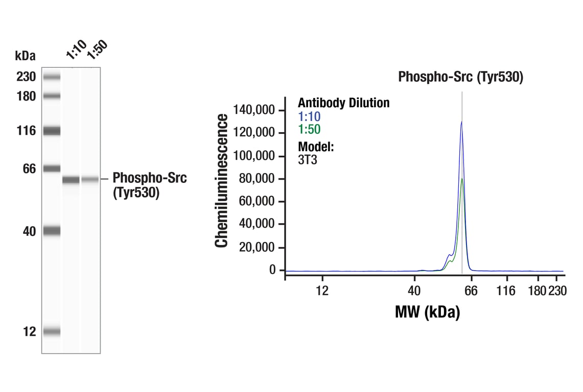 undefined Image 11: Src Antibody Sampler Kit