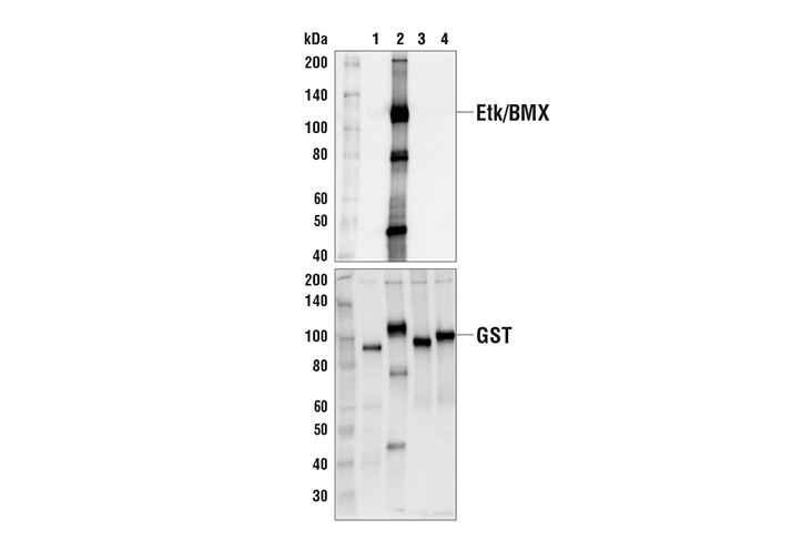 Western Blotting Image 2: Etk/BMX (D6J1S) Rabbit Monoclonal Antibody