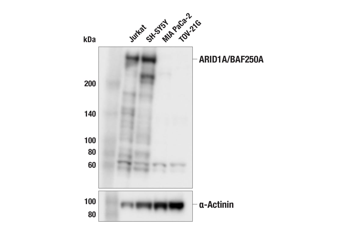 Western Blotting Image 2: ARID1A/BAF250A (F3R4E) Rabbit Monoclonal Antibody