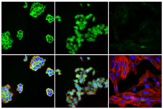 Immunofluorescence Image 1: c-Rel (E8Z5Y) Rabbit Monoclonal Antibody (BSA and Azide Free)