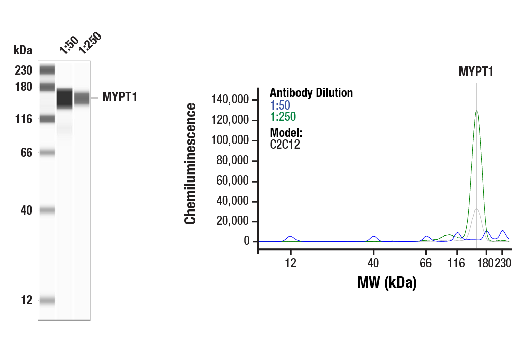 Western Blotting Image 1: MYPT1 Antibody