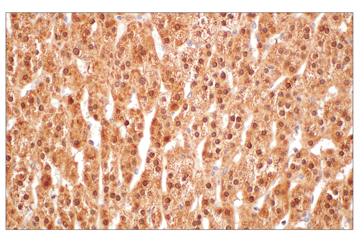 Immunohistochemistry Image 10: GPX4 (E5Y8K) Rabbit Monoclonal Antibody