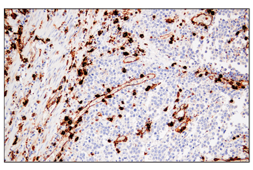 Immunohistochemistry Image 2: MHC Class II (LGII-612.14) Mouse Monoclonal Antibody (BSA and Azide Free)
