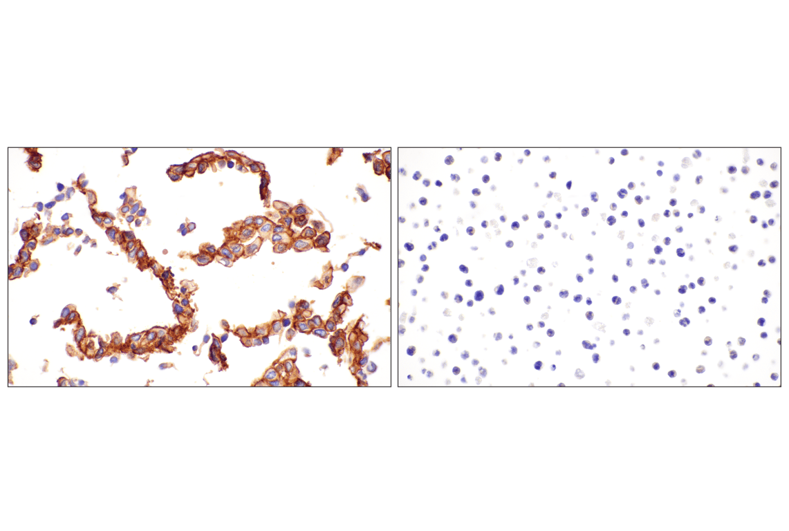 undefined Image 39: Mouse Reactive Exosome Marker Antibody Sampler Kit