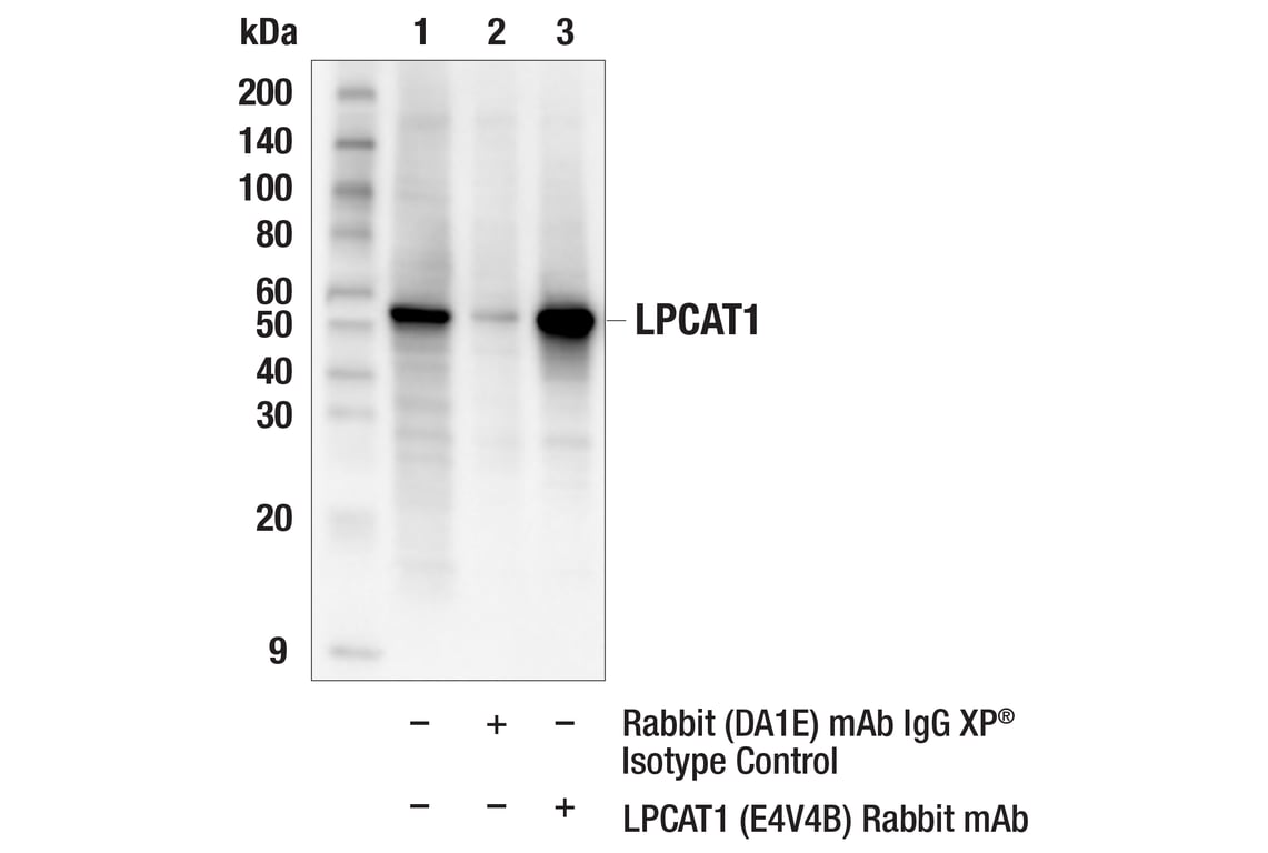 Immunoprecipitation Image 1: LPCAT1 (E4V4B) Rabbit Monoclonal Antibody